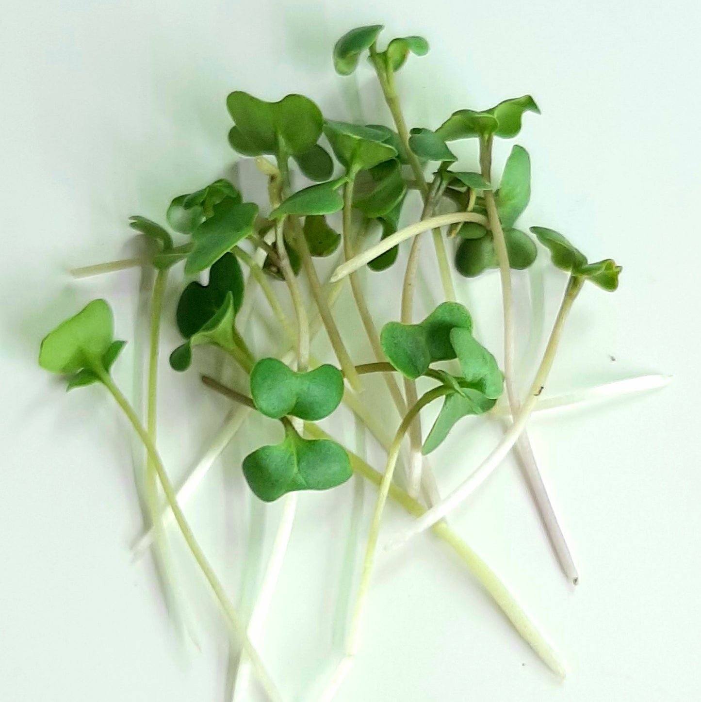 Brocoli