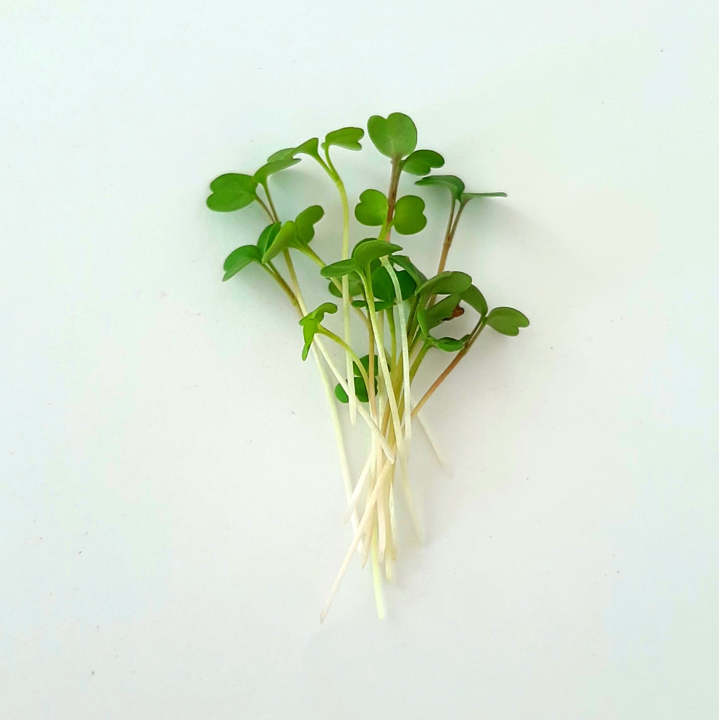 Roquette